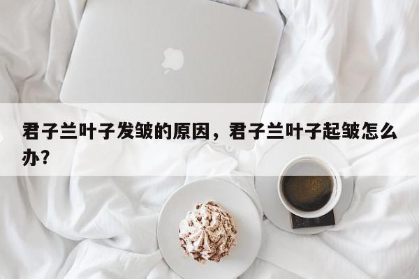 君子兰叶子发皱的原因，君子兰叶子起皱怎么办？-第1张图片-我家生活百科