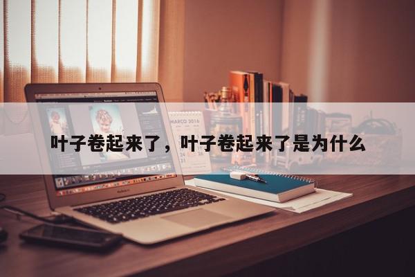叶子卷起来了，叶子卷起来了是为什么-第1张图片-我家生活百科