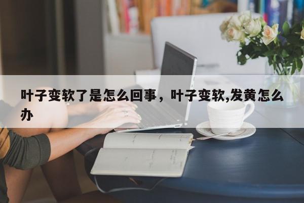 叶子变软了是怎么回事，叶子变软,发黄怎么办-第1张图片-我家生活百科