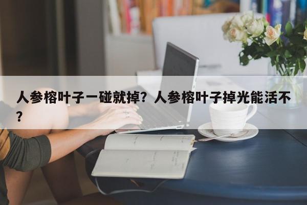人参榕叶子一碰就掉？人参榕叶子掉光能活不？-第1张图片-我家生活百科