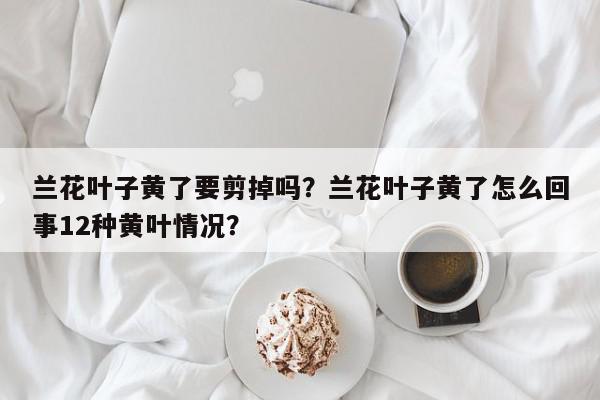 兰花叶子黄了要剪掉吗？兰花叶子黄了怎么回事12种黄叶情况？-第1张图片-我家生活百科