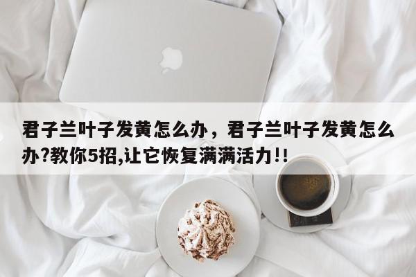 君子兰叶子发黄怎么办，君子兰叶子发黄怎么办?教你5招,让它恢复满满活力!！-第1张图片-我家生活百科