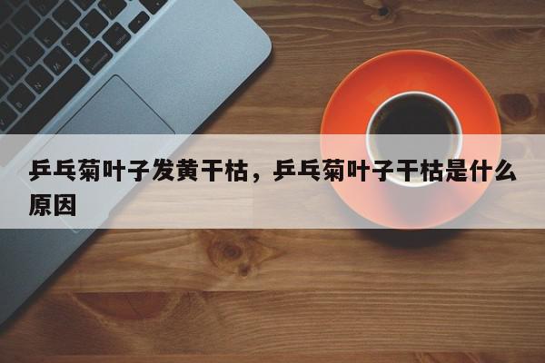 乒乓菊叶子发黄干枯，乒乓菊叶子干枯是什么原因-第1张图片-我家生活百科