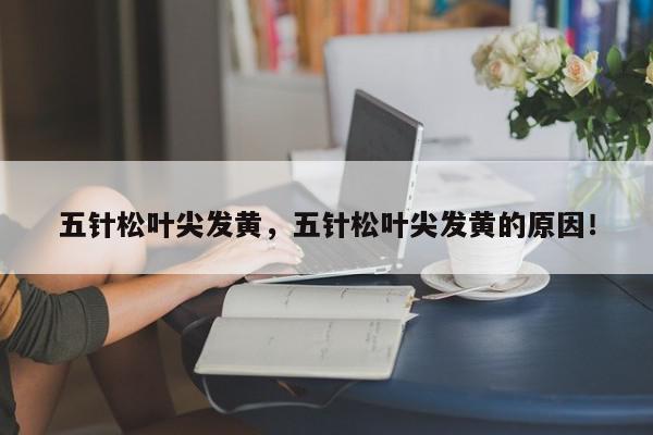 五针松叶尖发黄，五针松叶尖发黄的原因！-第1张图片-我家生活百科