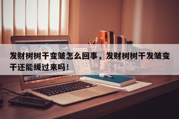 发财树树干变皱怎么回事，发财树树干发皱变干还能缓过来吗！-第1张图片-我家生活百科