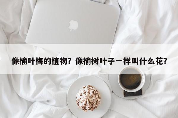 像榆叶梅的植物？像榆树叶子一样叫什么花？-第1张图片-我家生活百科