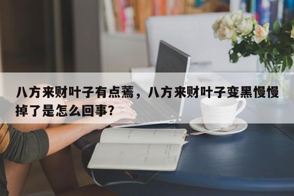 八方来财叶子有点蔫，八方来财叶子变黑慢慢掉了是怎么回事？-第1张图片-我家生活百科
