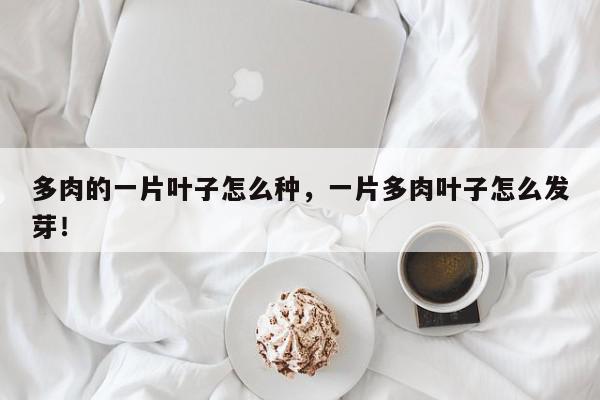 多肉的一片叶子怎么种，一片多肉叶子怎么发芽！-第1张图片-我家生活百科