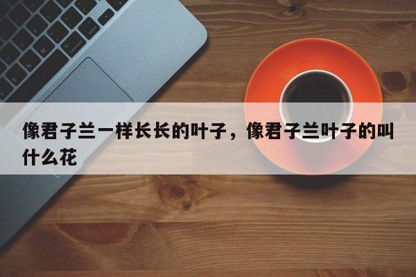 像君子兰一样长长的叶子，像君子兰叶子的叫什么花-第1张图片-我家生活百科