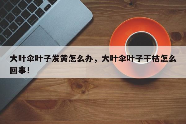 大叶伞叶子发黄怎么办，大叶伞叶子干枯怎么回事！-第1张图片-我家生活百科
