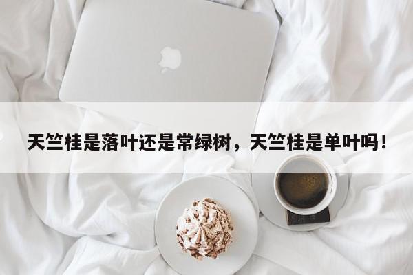 天竺桂是落叶还是常绿树，天竺桂是单叶吗！-第1张图片-我家生活百科