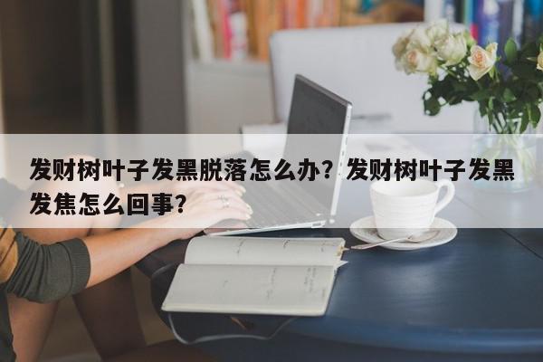发财树叶子发黑脱落怎么办？发财树叶子发黑发焦怎么回事？-第1张图片-我家生活百科