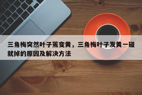 三角梅突然叶子蔫变黄，三角梅叶子发黄一碰就掉的原因及解决方法-第1张图片-我家生活百科