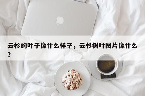 云杉的叶子像什么样子，云杉树叶图片像什么？-第1张图片-我家生活百科